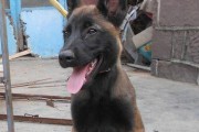 训练马犬下水游泳技巧（助你的宠物在水中畅游的关键技巧）