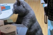 提升蓝猫游泳技巧的训练方法（培养蓝猫游泳能力的秘诀与技巧）