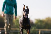 培养杜宾犬游泳技巧的方法与技巧（让你的杜宾犬成为出色的游泳健将）