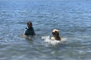 游泳狗爬式技巧（带领你的爱犬掌握游泳狗爬式，享受健康快乐的水上时光）