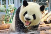 灵活的大熊猫篮球防守（探索熊猫篮球队多样化的防守策略）