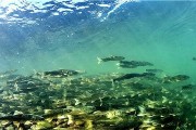 以鱼不会游泳换气下沉技巧（探索水中生物的生存奥秘，从鱼类的换气技巧说起）