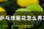 如何养护乒乓球菊花——打造美丽花园的秘诀（从栽培到繁殖，掌握关键技巧，打造绚丽花境）
